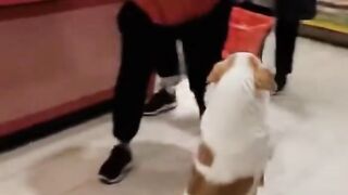 Naughty Dog Caught Stealing Fish at the Market