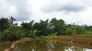Disisi galengan sawah