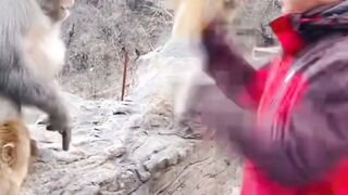 funny monkey