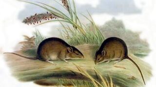 evil rats destroy the rice