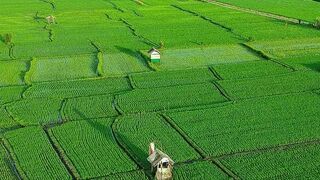 The Rice Fields of My Village