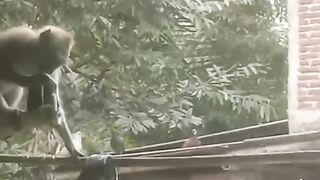 The neighbors pet monkey gets loose Part 1