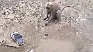 Monkey on the loose part 4