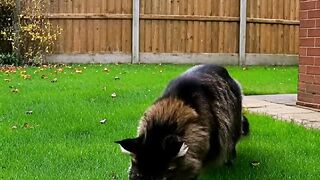 jangan lupa ketawa funny reaction ai