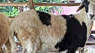 Domba Ini Bukan Sembarangan! Lucu Tapi Banyak Manfaatnya!