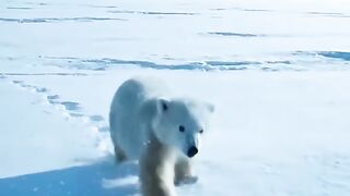 Rescue Team Saves Frozen Polar Bear Cub from Arctic Blizzard