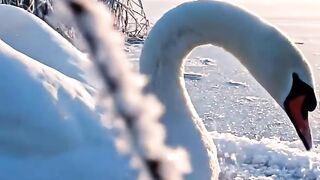 The Dying Swans Miracle  Heart-Touching Animal Rescue Story