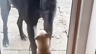 DOG brave because there are obstacles