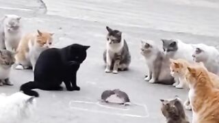 КОТКИ 21 ВЕК