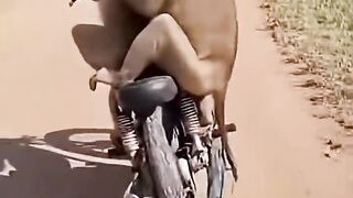 Two Monkeys on a Motorcycle! The Results Will Make You Laugh