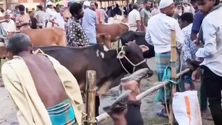 Funny funny videofbreelsvideo