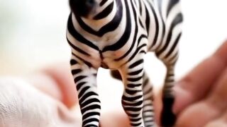 Tiny Zebra, Big Personality! shorts viral viralvideo cuteanimals animals viralshorts cute