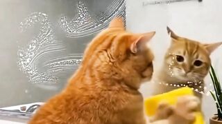 Salah siapa nga-getin padahal si oyen lagi rajin ini