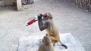 Monkey Drinks the Wrong Water, and Gets Drunk!   Monkeys Behavior Is Unstoppable!