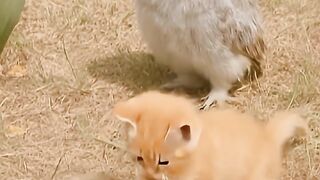 Kitten rescue for owl