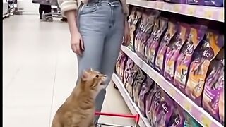 Kitten going shopping