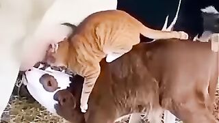 Funny Moments of Cats  Orange Drinking Cows Milk with Their Kids  Cow to Mother Cow
