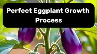Perfect Eggplant Growth Process