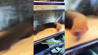 This Fish Can Shock You with 860 Volts!