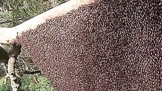 Madu Alam Liar