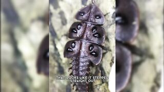 Trilobite Beetle  A Real-Life Living Fossil