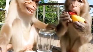 Jangan senyum-senyum kau  funny reaction ai