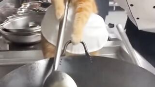 An Angry Chef Cat Hits the Chef Because His Fried Rice Was Burnt!