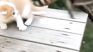 Baby Kitten Freaks Out My Fish