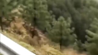 KARMA!!! The monkey was taken flying by an umbrella