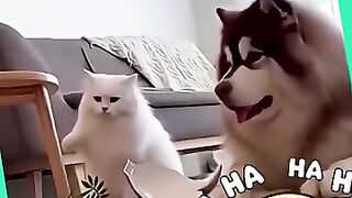 Poor thing, the dog was slandered the cat