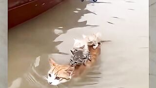 Poor mama cat, luckily she met a good person