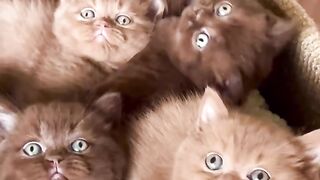 you are also a chocolate-cinnamon lover ?