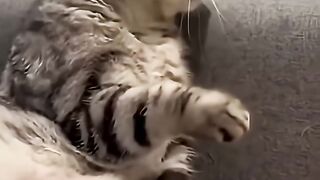 The cat scared the baby to death