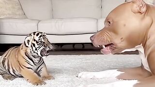 The dog tries to win the heart of the mother tiger