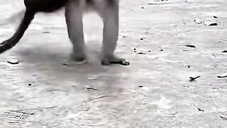 The fight between a monkey and a cat