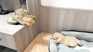 The golden retriever puppy cried, and the cat came to comfort it and hugged it to  cute!