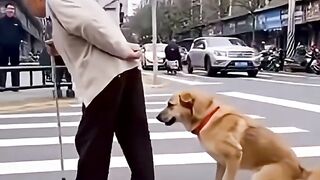 You disobedient dog, imitating the ways of grandfathers