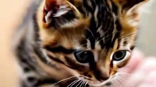 Funny Baby Cat on Finger  shorts shortvideo short viral viralvideo shortsfeed shortsvideo