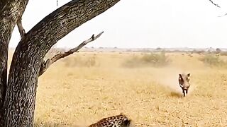 Warthog vs Leopard