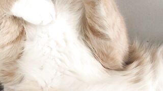 Watch this adorable cat having fun