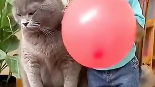 monkey and cat blowing balloons