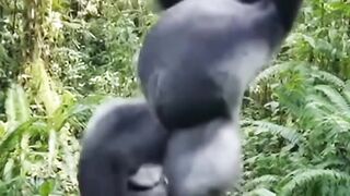 pasti ketawa  funny reaction ai