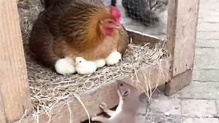 Cat Becomes a Hero! Saves Chickens from a Weasel Attack