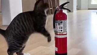 ЛЕТЯЩ  КОТАРАК