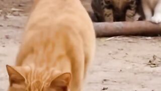 A Cat Carrying Firecrackers! But Look Whos the Victim in the End