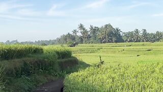 Ubud, Bali island
