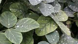 Rain in the village