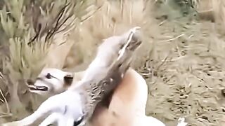 Beautiful animals