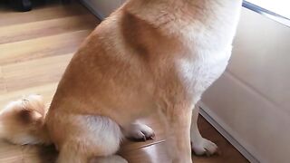 [{{Gemini Support 2025}}}}]