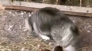 Epic Battle! Cat , Whos the Kung Fu Master in the Chicken Coop?  --- A